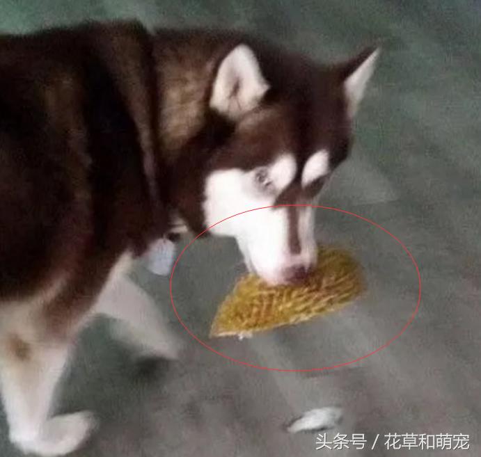 数箱榴莲被偷吃剩壳数箱榴莲被偷吃剩壳，事件背后的真相与反思