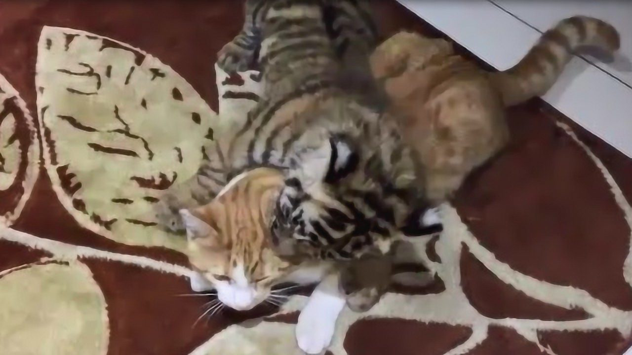 猫被老虎吃了自媒体文章标题，猫被老虎吃了，生态链中的悲剧还是人类干预的恶果？