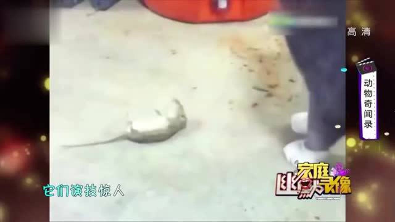 老鼠装死视频老鼠装死视频，揭秘背后的趣味与奥秘